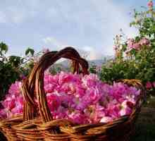 Najljepši na svijetu Dolina ruža. Bugarska i njegove atrakcije