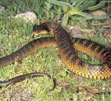 Najopasnija zmija na planetu: ocjena, značajke i zanimljive činjenice