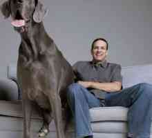 Najviši pas na svijetu. Koje pasmine pasa smatraju se najvećim