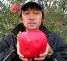 Najveća jabuka na svijetu: na grani i na postolju