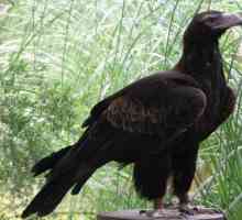 Najveće orlovi: vrsta, opis