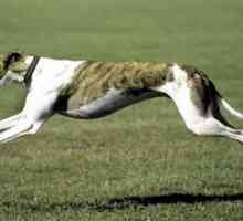 Najbrži psi na svijetu. Kratak opis stijena