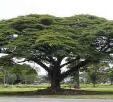 Najvrednije vrste drva: opis, vrsta i primjena