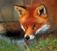 Najzanimljivije činjenice o lisicama: stanište, hrana i vrsta