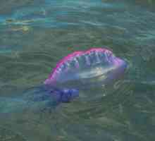 Najzanimljivije činjenice o meduza. Meduza: zanimljive činjenice, vrste, strukture i osobine
