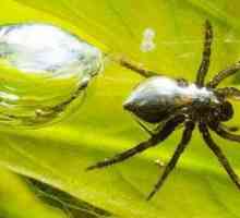 Najzanimljivije činjenice o paukovima: opis, vrste i značajke