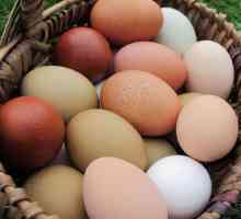 Najviše jajašaca pilećih pasmina: opis, karakteristike