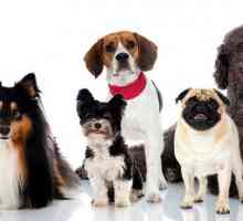 Najveće pasmine pasa u svijetu - pregled, specifikacije i recenzije
