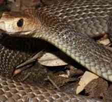 Najopasnije zmije Australije: fotografija i opis