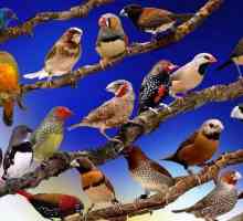 Najpopularnije ukrasne ptice: značajke i zanimljive činjenice