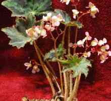 Najpopularnije vrste begonija: opis i fotografija