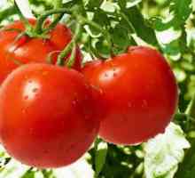 Najplodnija sorta rajčice za različite regije Rusije