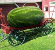 Najveći lubenica na svijetu iznenadit će mnoge