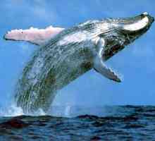 Najveći kit treba zaštitu