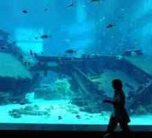 Najveći oceanarium na svijetu: veličine, značajke