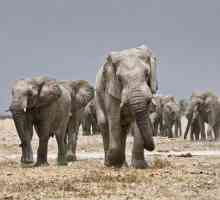 Najveći slon na svijetu