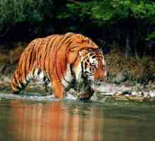 Najveći tigar na svijetu - što je to?