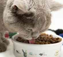 Najjeftiniji mačka hrana: pregled, značajke, sastav i recenzije