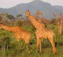 Самый крупный заповедник Африки. 10 лучших национальных парков и заповедников Африки