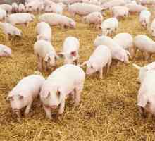 Sarkoptoza svinja: uzroci, simptomi, liječenje i prevencija