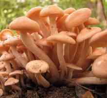 Съедобные грибы: названия и фотографии
