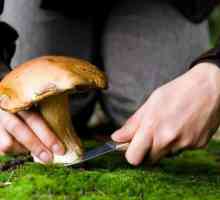 Jestive gljive Saratovske regije: opis, značajke i recenzije