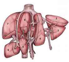Segmenti jetre. Struktura i funkcija jetre