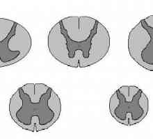 Segmenti kičmene moždine. Funkcije leđne moždine