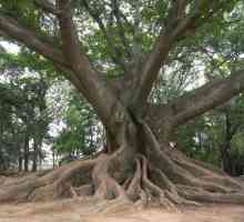 Ceiba (drvo): fotografija, opis, gdje raste