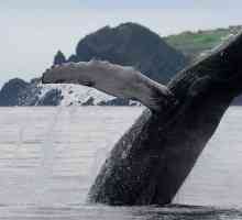 Kit kitova: opis, stanište, reprodukcija, prehrana