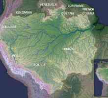 Selva je amazonska prašuma