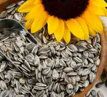 Sjemenke suncokreta: sadržaj kalorija na 100 grama