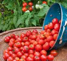 Sjemenke rajčice: najproduktivnije sorte, recenzije