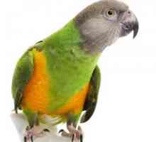 Senegalski papagaj je najbolji pratilac