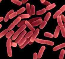 Bacillus: kratka karakteristika