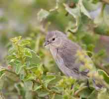 Siva warbler: opis, stanište, reprodukcija i održavanje kod kuće