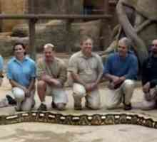 Mrežasti piton je najveća zmija na svijetu