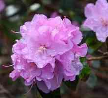 Sezonska skrb: Rhododendron sklonište za zimu