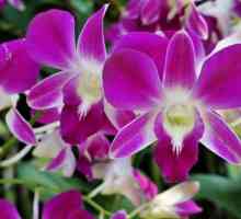 Rotoćeni korijeni u orhidejima. Oživljavanje orhideja