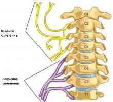 Cervikalni pleksus i njezine grane: struktura i funkcija