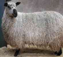 Wool `Laster `- što je to? Karakteristike, recenzije