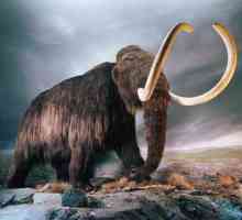 Vunasti mamut: opis, ponašanje, distribucija i izumiranje