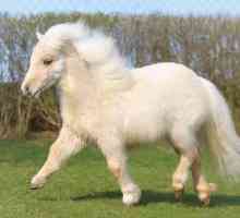 Shetlandski poni: opis pasmine, značajke njege i uzgoja. Mali konj