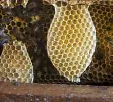 Bogati dar prirode je med u saonicama. Koliko je korisno proizvod pčelarstva?