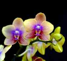 Chic orhideje. Kako pravilno voditi brigu o tim tropskim bojama?