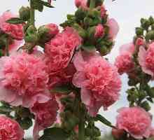 Stock-rose: opis, sadnja i njegu, raste iz sjemena