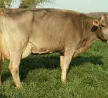 Schwitzova pasmina krave: različita stoka