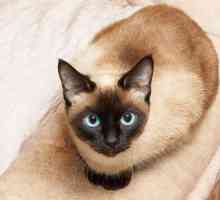 Siamska mačka: domovina, vrsta, opis, fotografija, priroda, recenzije
