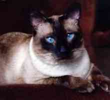 Sijamske mačke: opis pasmine