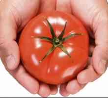 Sibirski izbor rajčica - osobine i dostojanstvo. Najbolje vrste rajčica sibirskog selekcije